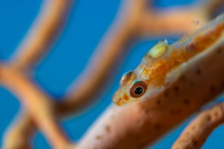 「スケロクウミタケハゼ」のサムネイル画像