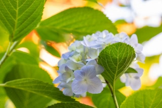 「アジサイ」のサムネイル画像