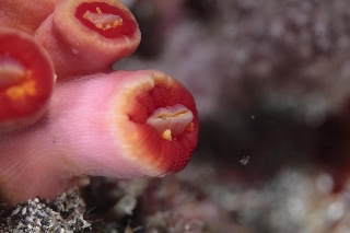 「イボヤギ」のサムネイル画像