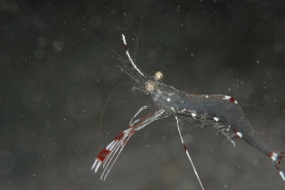 「ソリハシコモンエビ」のサムネイル画像