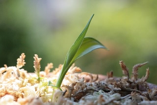 「サギソウ(鷺草)」のサムネイル画像