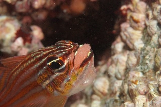 「キンセンイシモチ(Southern orange-lined cardinal fish)」のサムネイル画像