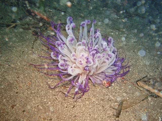 「ムラサキハナギンチャク」のサムネイル画像