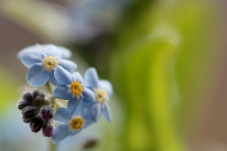 「ワスレナグサ(forget me not,わすれな草)」のサムネイル画像