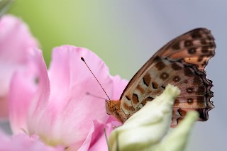 「蝶の仲間」のサムネイル画像