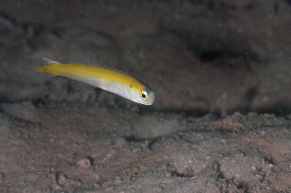 「yellow tilefish(イエロータイルフィッシュ)」のサムネイル画像