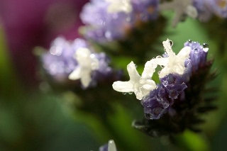 「スターチス(Statice)」のサムネイル画像