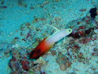 「ハタタテハゼ(Red fire Goby)」のサムネイル画像