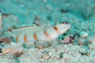 「red-margin shrimp-goby(レッドマージンシュリンプゴビー)」のサムネイル画像