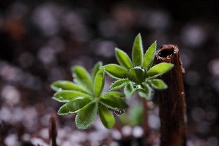 「ルーピン（ルピナス）・ラッセル・ミックス(Lupin)」のサムネイル画像