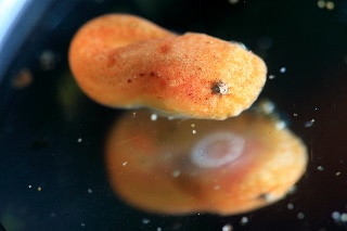 「スナビクニン」のサムネイル画像