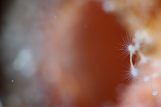 「ウミヒドラの仲間」のサムネイル画像