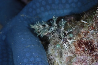 「ヒオドシウミウシ属の一種」のサムネイル画像