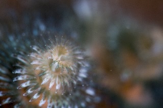 「イバラカンザシ(Christmas tree worm)」のサムネイル画像