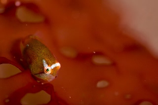 「ホテイウオ(ゴッコ)」のサムネイル画像