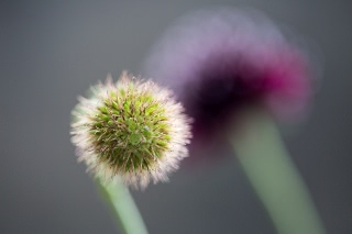 「Black Knight(ブラックナイト)」のサムネイル画像