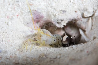 「エビの仲間」のサムネイル画像