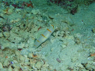 「ニチリンダテハゼ(Randall's prawn-goby)」のサムネイル画像