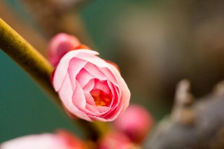 「ウメ」のサムネイル画像