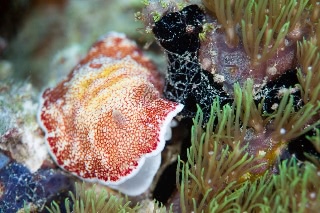 「無題」のサムネイル画像