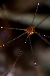 「オルトマンワラエビ(Ortmann's spider-crab)」のサムネイル画像