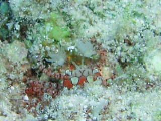 「キンチャクガニ(Boxer crab)」のサムネイル画像