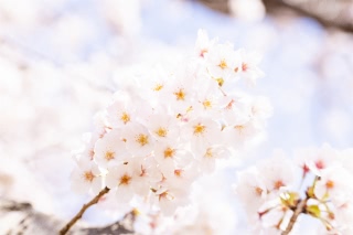 「ソメイヨシノ(染井吉野)」のサムネイル画像