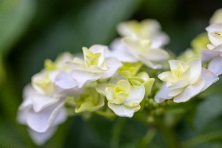 「ガクアジサイ(額紫陽花)」のサムネイル画像