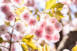 「ヤエザクラ」のサムネイル画像