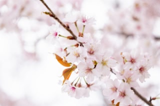 「オオヤマザクラ(エゾヤマザクラ,ベニヤマザクラ)」のサムネイル画像