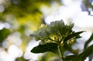 「アジサイ」のサムネイル画像