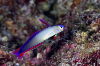 「アケボノハゼ(Purple fire Goby)」のサムネイル画像