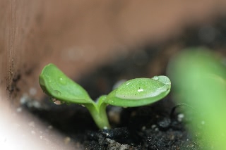 「ミニひまわり」のサムネイル画像
