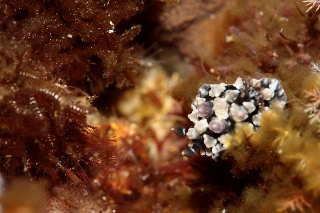 「コウシンウミウシ」のサムネイル画像