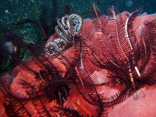 「アカスジカクレエビ」のサムネイル画像