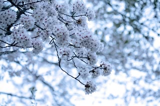 「ソメイヨシノ(染井吉野)」のサムネイル画像