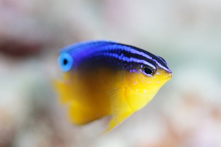 「ソラスズメダイ属の一種」のサムネイル画像