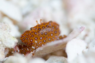 「ルリモンガニの仲間(ニセルリモンガニ)」のサムネイル画像