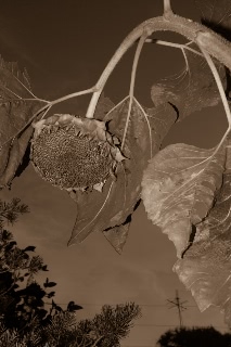 「ヒマワリ」のサムネイル画像