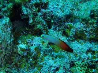 「ハタタテハゼ(Red fire Goby)」のサムネイル画像