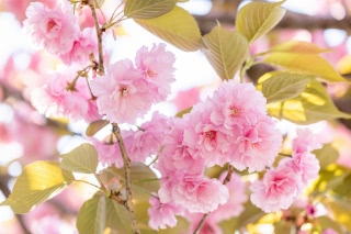 「ヤエザクラ」のサムネイル画像