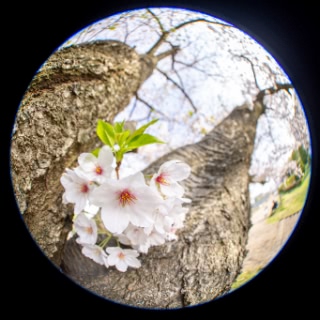 「ソメイヨシノ(染井吉野)」のサムネイル画像