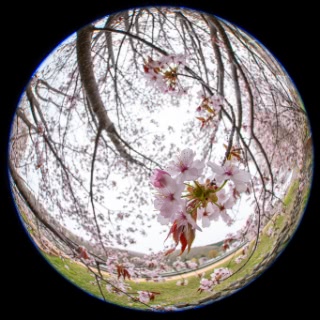 「オオヤマザクラ(エゾヤマザクラ,ベニヤマザクラ)」のサムネイル画像