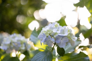「アジサイ」のサムネイル画像