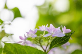 「ガクアジサイ(額紫陽花)」のサムネイル画像