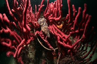 「ウツボ」のサムネイル画像