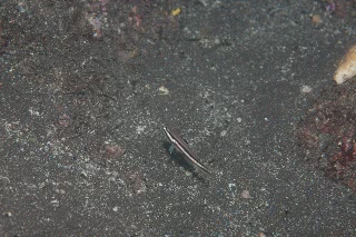 「クロイトハゼ」のサムネイル画像