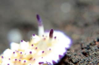 「レンゲウミウシ」のサムネイル画像