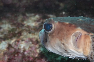 「ハリセンボン(Balloonfish)」のサムネイル画像