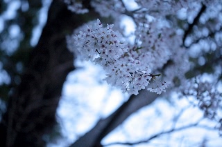 「ソメイヨシノ(染井吉野)」のサムネイル画像